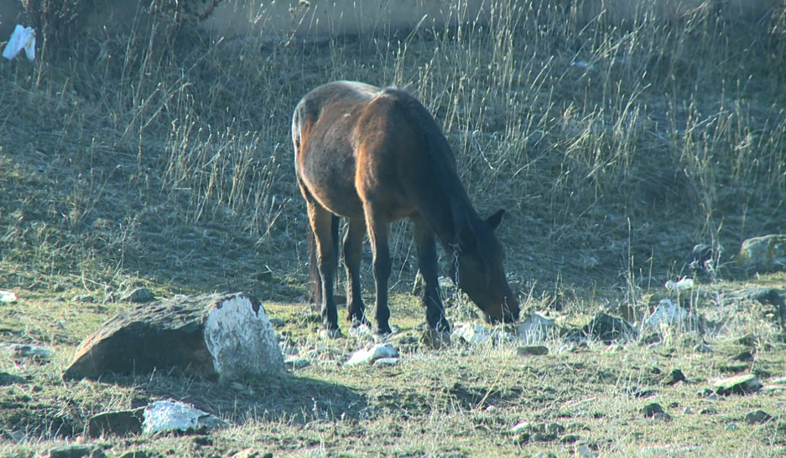 Տաք ձմեռը մինչև հունվարի 13-ը կջերմացնի Հայաստանը