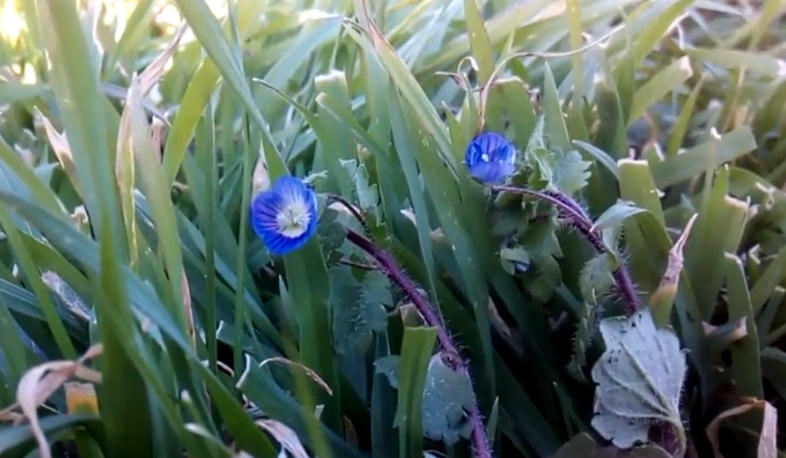 Անմոռուկը ծաղկել է