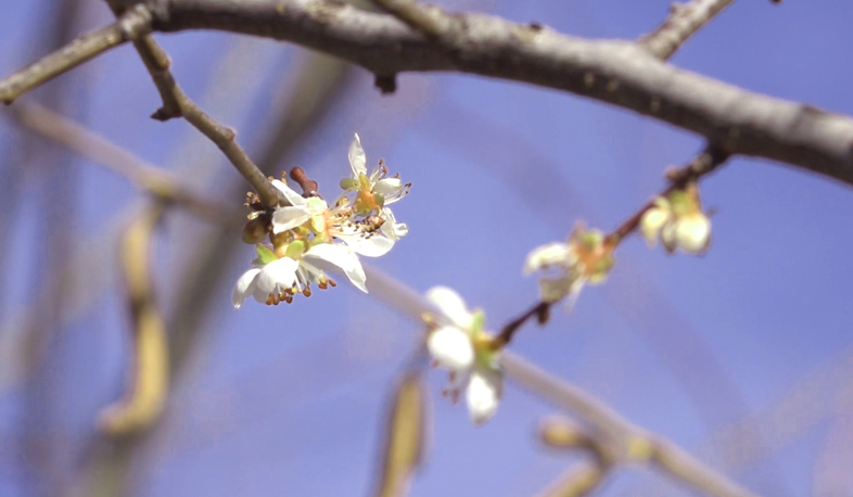 Расцветшая в январе слива