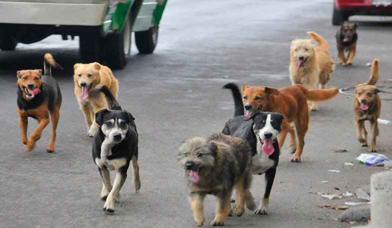 Սպանդ կամ ստերջացում. թափառող շների ճակատագիրը