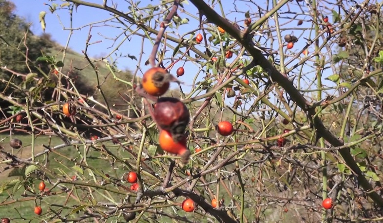 Տավուշում հատապտուղ են մթերում
