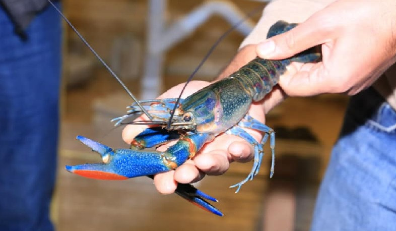 Էկոնոմիկայի փոխնախարարը ծանոթացել է խեցգետնի արտադրության ընթացքին և արտահանման հնարավորություններին