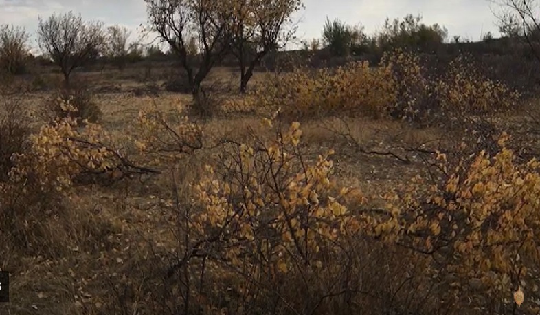 Աշտարակի ոստիկանները ապօրինի ծառահատման դեպք են բացահայտել