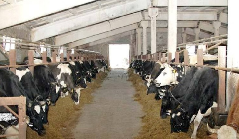 Խոշոր եղջերավոր կենդանիների հաշվառում և համարակալում. ևս մեկ քայլ սննդամթերքի անվտանգության ապահովման ուղղությամբ