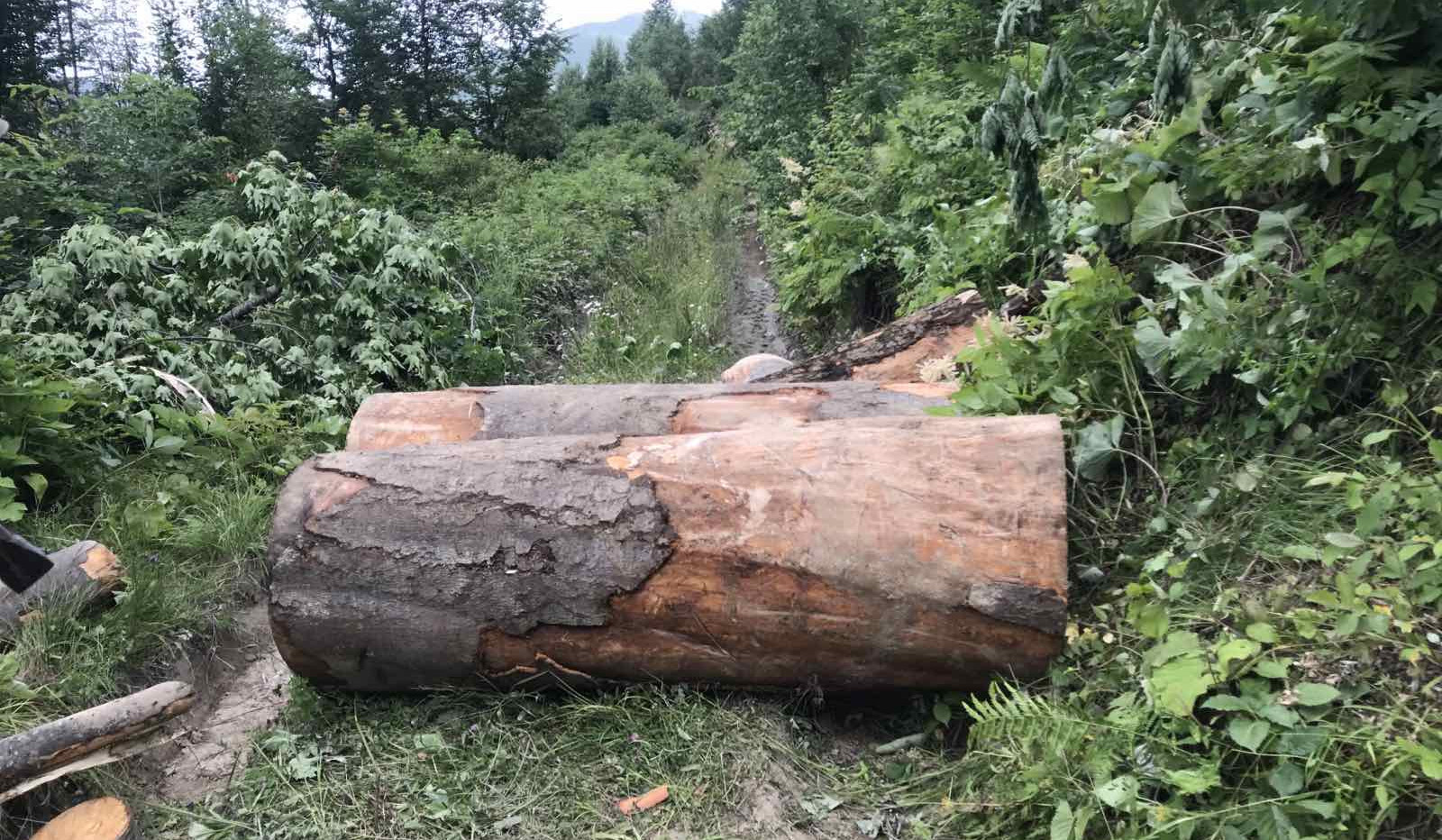 Հայտնաբերվել է ապօրինի հատված 2173 ծառ