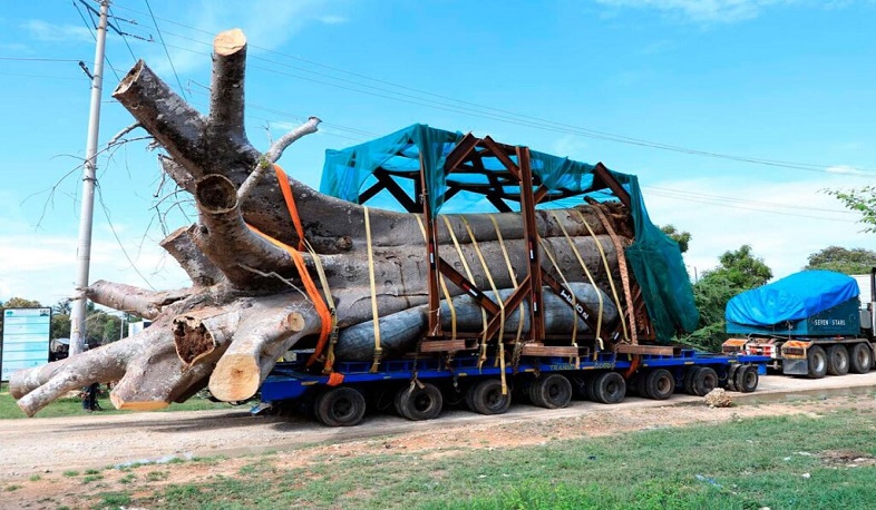 Kenya blocks export of baobab trees to Georgia citing ‘irregularities’