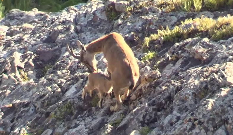 Կովկասի բնության հիմնադրամը շուրջ 185 հազար եվրո հավելյալ գումար է տրամադրել ՇՄՆ երեք ՊՈԱԿ-ներին