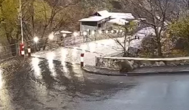 Արջուկը Գառնիի փողոցներում