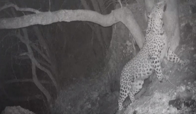 Խոսրովի անտառի ֆոտոթակարդները դարձյալ նկարահանել են Նեո ընձառյուծին