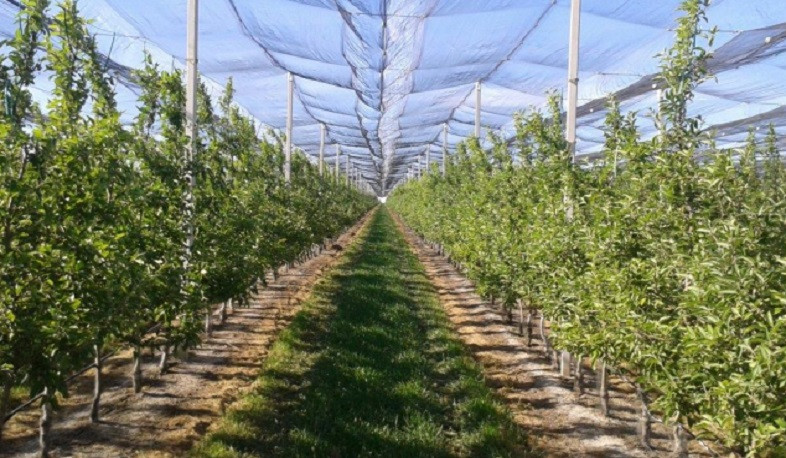 ՊՎԾ-ն խախտումներ է հայտնաբերել ինտենսիվ այգիների հիմնման պետական աջակցության իրականացման ծրագրում