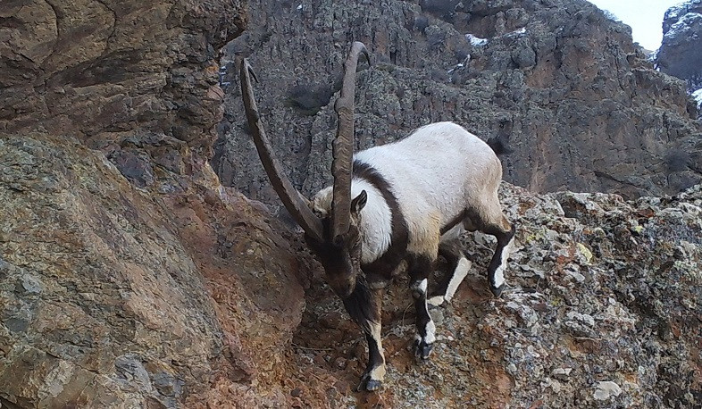 Сегодня отмечается Всемирный день дикой природы