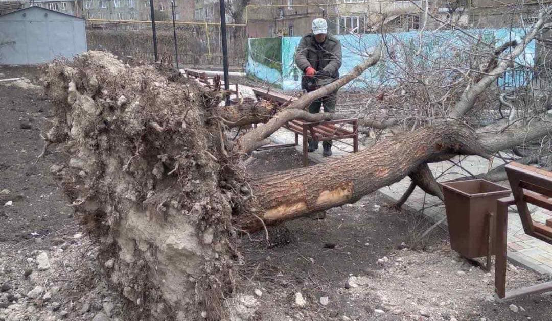 Նախօրեին ուժգին քամու հետևանքով Երևանում ծառեր են տապալվել