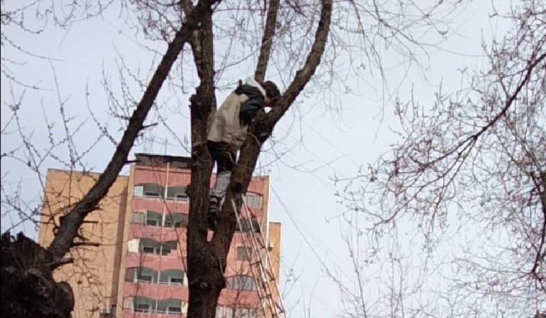 Փրկարարներն օգնության են հասել ծառը բարձրացած երեխային