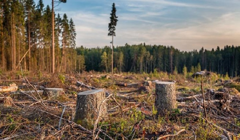 Լոռու մարզում ապօրինի անտառահատման դեպքերը նվազել են 30 տոկոսով. ՔԿ