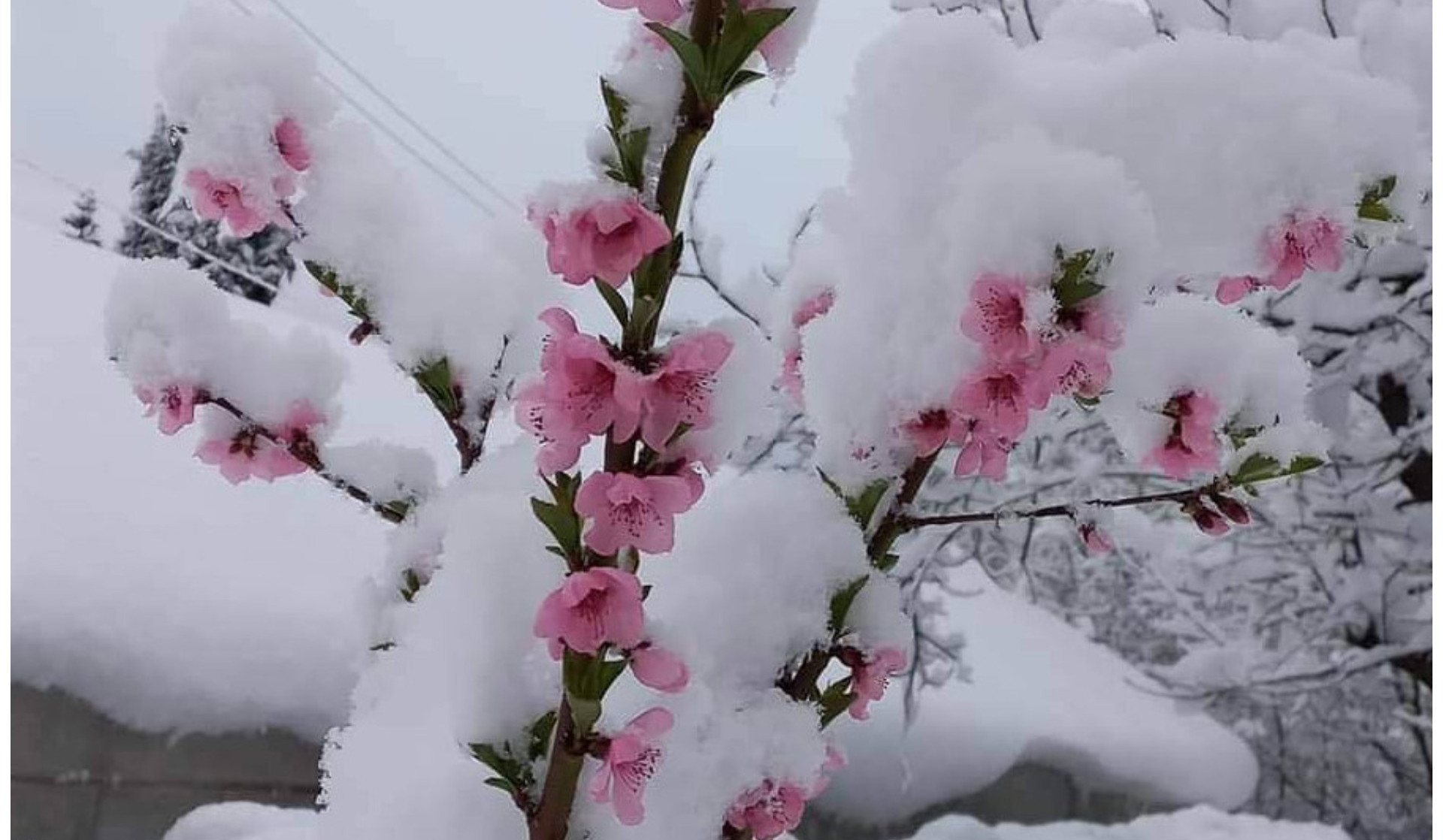 Եղանակը կցրտի. որոշ շրջաններում ձյուն է սպասվում