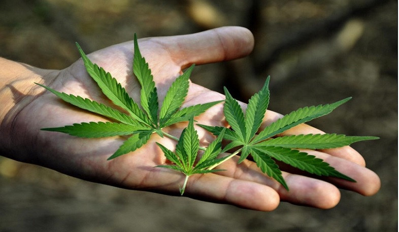 Արտադրական կանեփի մասին նախագիծը չընդունվեց. մանրամասներ