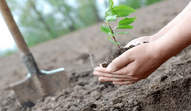 ՀՀ-ին նոր սորտի սերմեր, տնկանյութեր մատակարարողների հեղինակային իրավունքները կպաշտպանվեն օրենքով. նախագիծ