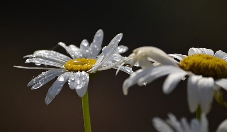 Առաջիկա օրերին ջերմաստիճանն էապես չի փոխվի, որոշ շրջաններում և մայրաքաղաքում սպասվում են անձրև և ամպրոպ