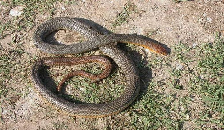 18 ահազանգ հանրապետության տարբեր տարածքներում նկատված օձերի վերաբերյալ
