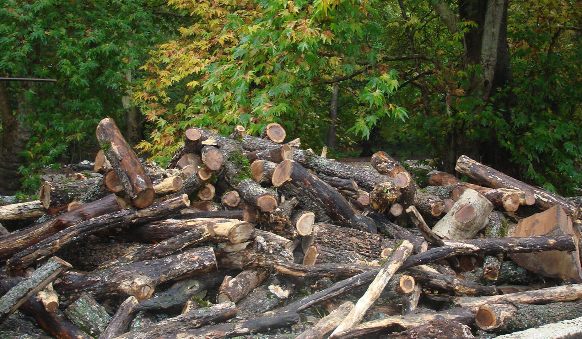 Անտառապահի պատճառով ապօրինաբար 47 ծառ է հատվել. վարույթը դատարանում է