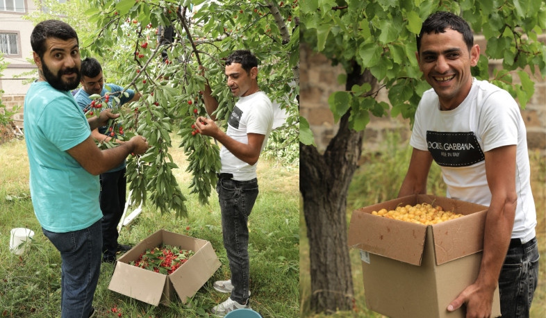 «Զինվորի տանը» բերքահավաք է