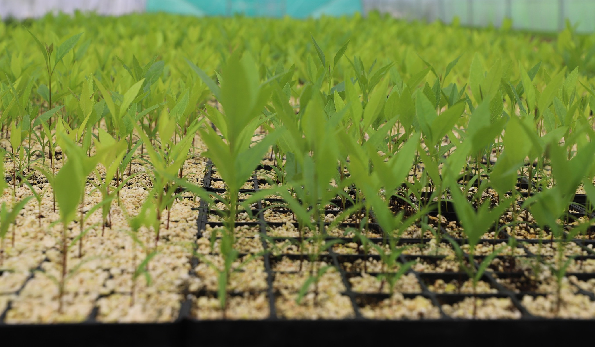 «Հայանտառի» և  ՄԱԿ-ի համատեղ ծրագիրը կնպաստի անտառային տարածքների 2,5 տոկոսով ավելացմանը․ ՇՄՆ