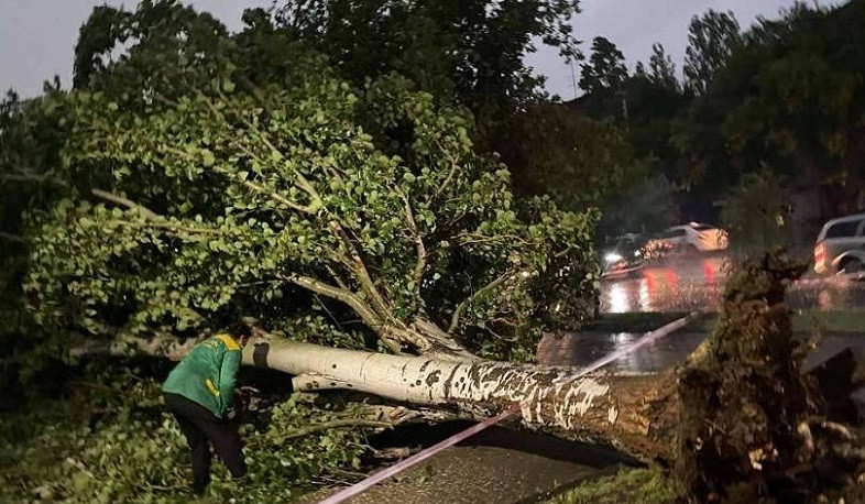 Փրկարարները ծառը հեռացրել են Իջևան-Դիլիջան ճանապարհի երթևեկելի հատվածից