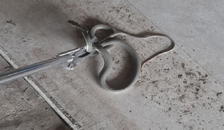 Սեպտեմբերի 21-24-ը 11 ահազանգ է ստացվել հանրապետության տարբեր հատվածներում նկատված օձերի վերաբերյալ