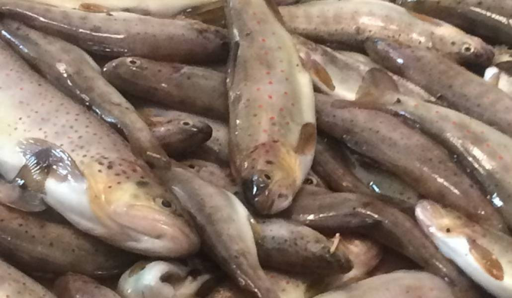 Պարեկները «ՎԱԶ-21214»-ի բեռնախցիկում հրացան, փամփուշտներ և կարմրախայտ են հայտնաբերել