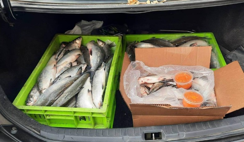 Երևանի փողոցներից առգրավվել է 400 կգ սիգ տեսակի ձուկ և ձկնկիթ. քաղաքապետարան