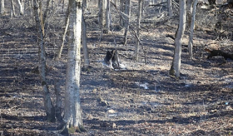 «Դիլիջան» ազգային պարկի 3-րդ պահաբաժնում բռնկված հրդեհը մարվել է