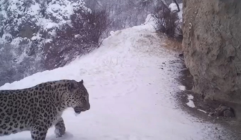 2023 թվականին Խոսրովի անտառում ֆոտոթակարդների կողմից նկարահանված լավագույն դրվագները. տեսանյութ