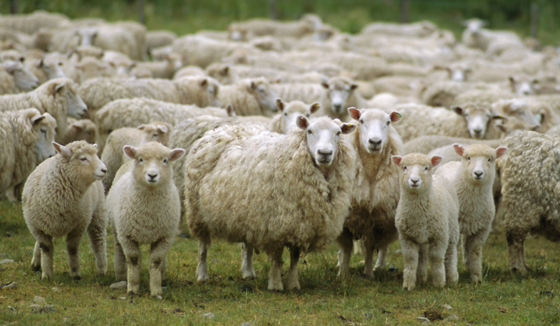 Slaughterhouse butchering to become obligatory