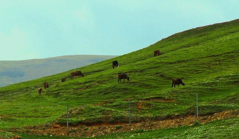 Цифровая база данных животных