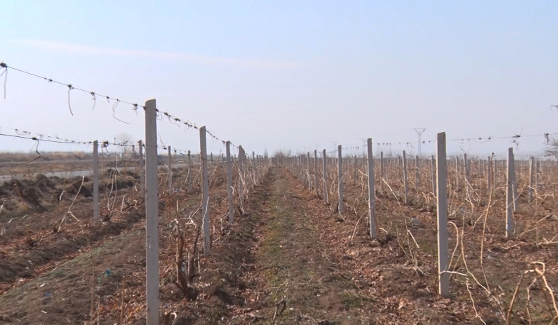 Վաղ այգեբաց. բացել խաղողի վազերը, բայց չէտել