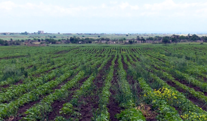 Արցախ. գյուղատնտեսությունը զարգացնելու հայեցակարգ