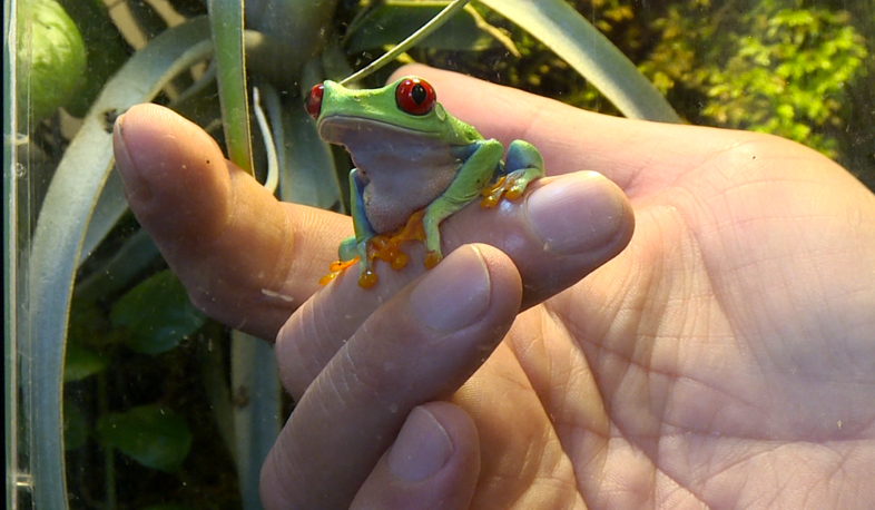 Վահանի բաժին դրախտը