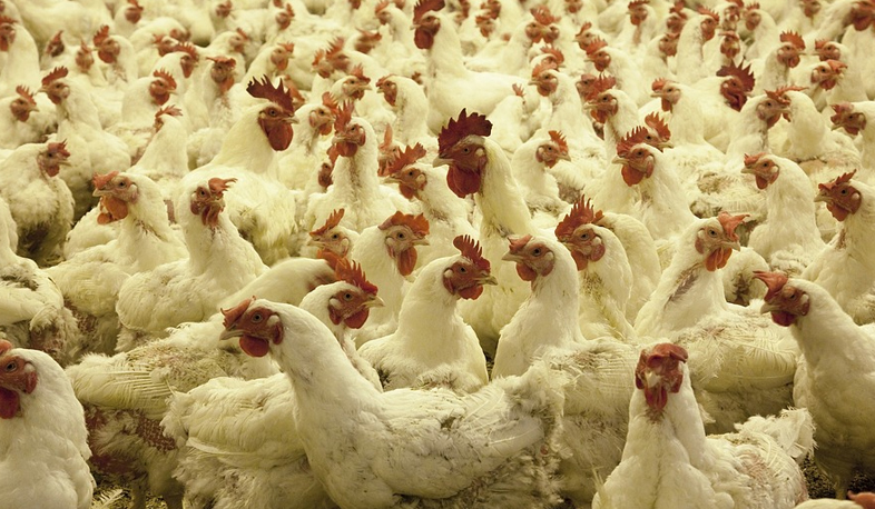 Նորակառույց հավաբուծարանը աշխատող է փնտրում