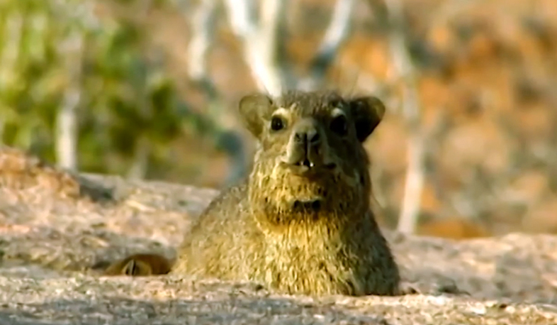 Շինշիլա. մեծ եկամուտներով «փափուկ» բիզնես Սյունիքում