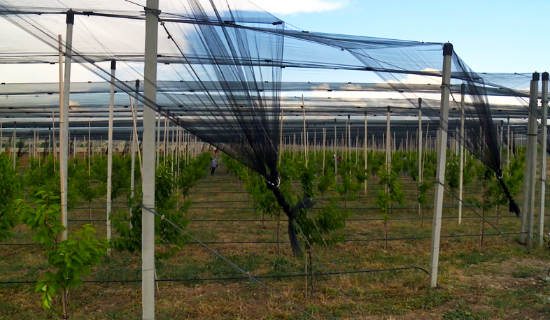 Займы под 5% от «Ардшинбанка» на посадку интенсивного сада