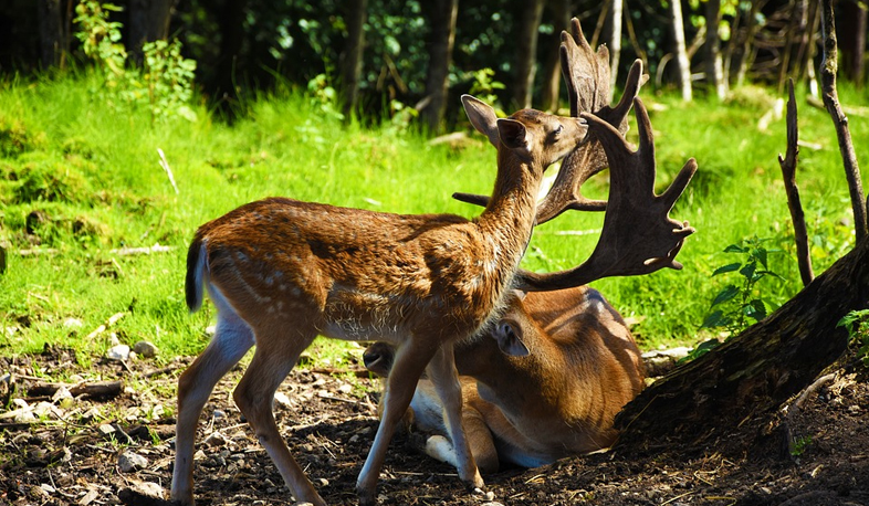 Армяно-иранское общение продолжается