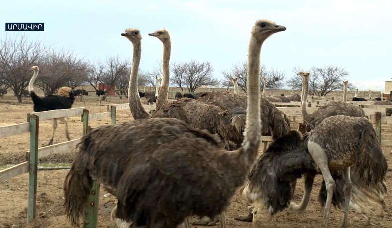 Ոչ ավանդական գյուղատնտեսություն. ջայլամի մսով բաստուրմա