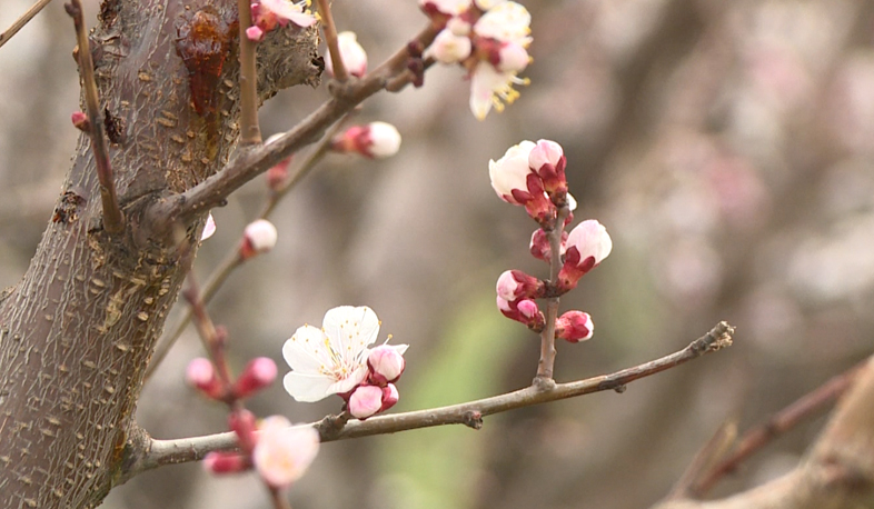 Ожидается богатый урожай