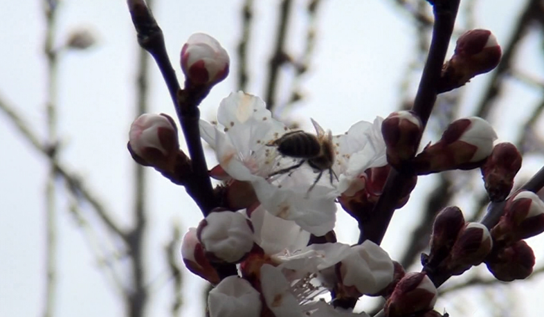 Природа цветет