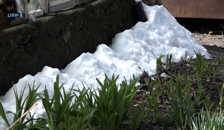 Похолодание не повредит расцветшие деревья