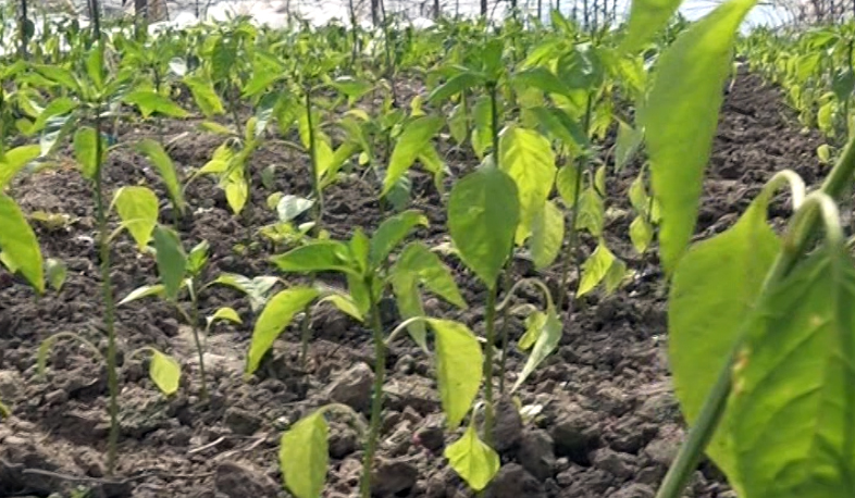 Արաքսը, Մեծամորը, Հայկաշենը ցրտի դեմ՝ առանց գազի