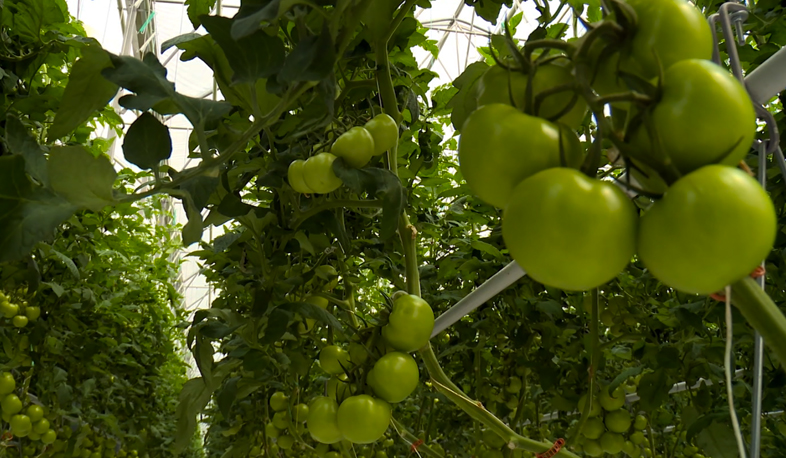 Առաջին բերքահավաքը երեք շաբաթից է