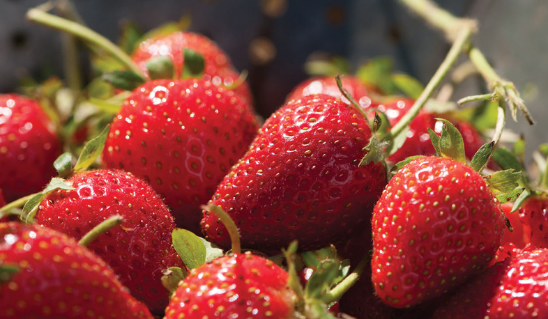 Год в Армении обещает быть урожайным
