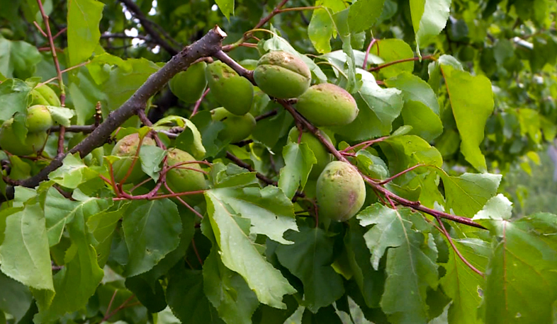 Կարկուտի հետևանքներն Արմավիրում