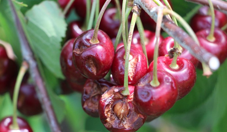 Hail destroys thousands of dollars in Janfida